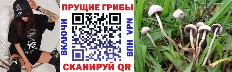 где можно купить   Ростов  KRAKEN как войти  Псилоцибиновые грибы Psilocybine cubensis 